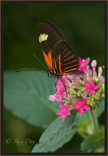 Butterfly (Heliconius) on Penta